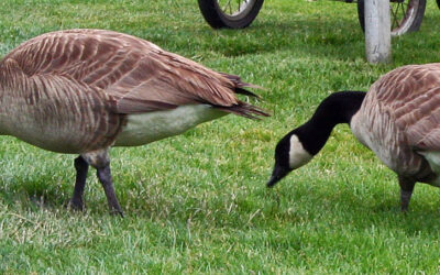 Ganzenoverlast op de golfbaan: schadeclaim?